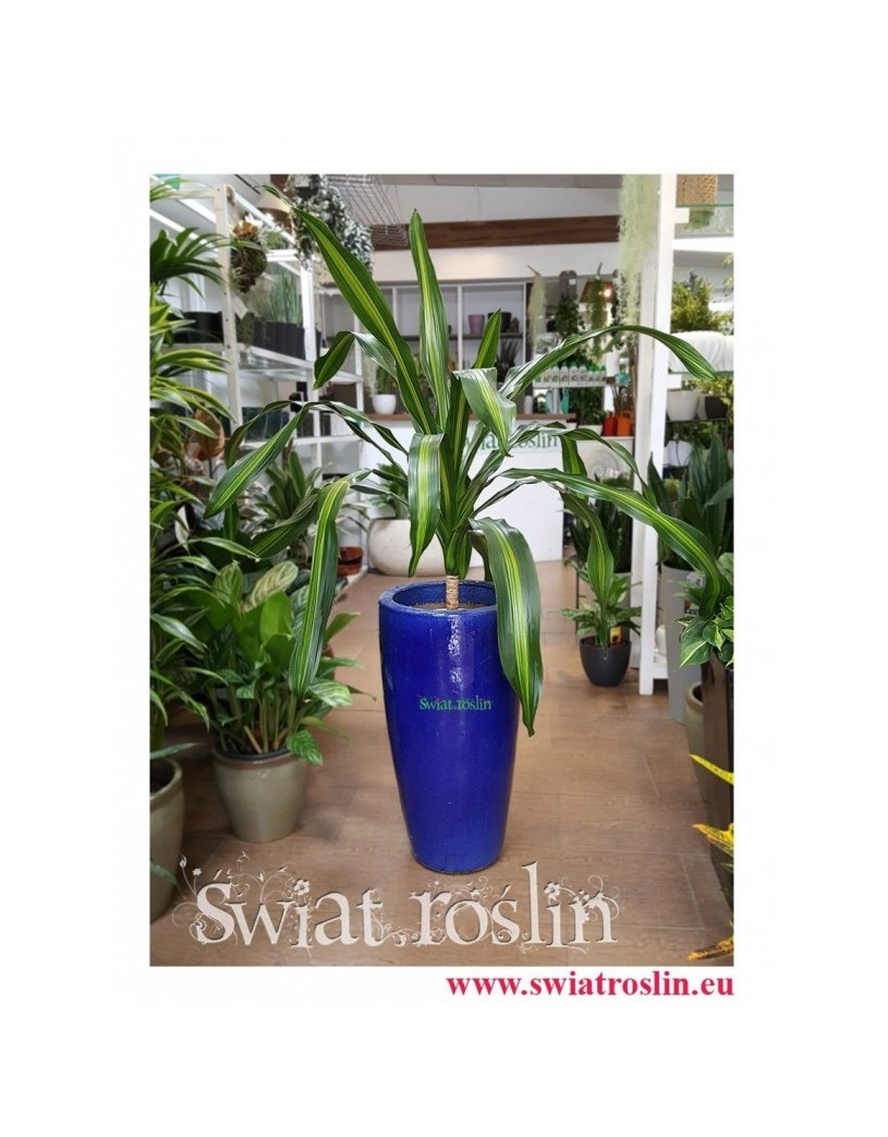 Dracena Burley, Draceana Burley, Smokowiec 2
