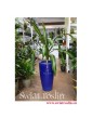 Dracena Burley, Draceana Burley, Smokowiec 2