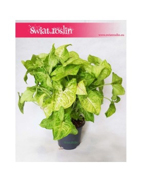 Zroślicha, Syngonium Golden, Syngonium Stopowcowe, Syngonium Podophyllum, Syngonium Gold 2