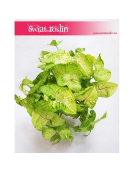 Zroślicha, Syngonium Golden, Syngonium Stopowcowe, Syngonium Podophyllum, Syngonium Gold 3