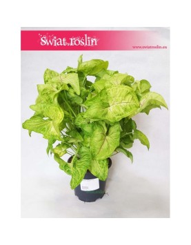 Zroślicha, Syngonium Golden, Syngonium Stopowcowe, Syngonium Podophyllum, Syngonium Gold 5