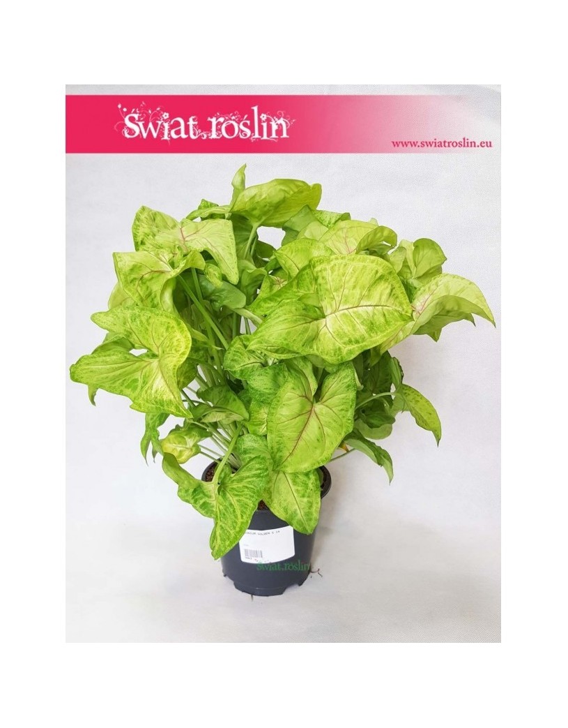 Zroślicha, Syngonium Golden, Syngonium Stopowcowe, Syngonium Podophyllum, Syngonium Gold 5