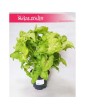 Zroślicha, Syngonium Golden, Syngonium Stopowcowe, Syngonium Podophyllum, Syngonium Gold 5