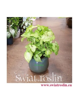 Zroślicha, Syngonium Golden, Stopowcowe,  Podophyllum, kwiaty doniczkowe, rośliny pokojowe, rośliny na zielony parapet