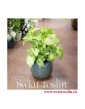 Zroślicha, Syngonium Golden, Stopowcowe,  Podophyllum, kwiaty doniczkowe, rośliny pokojowe, rośliny na zielony parapet