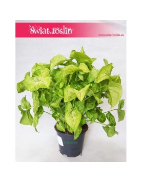 Zroślicha, Syngonium Golden, Syngonium Stopowcowe, Syngonium Podophyllum, Syngonium Gold 7