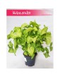 Zroślicha, Syngonium Golden, Syngonium Stopowcowe, Syngonium Podophyllum, Syngonium Gold 7
