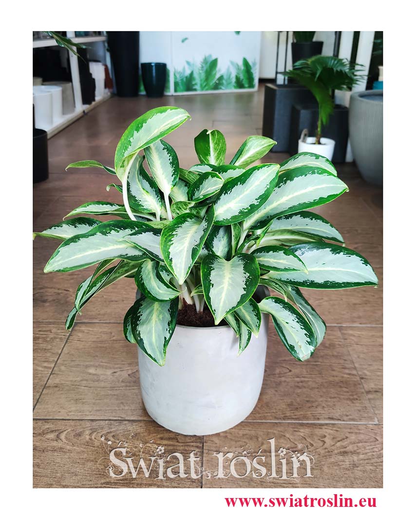 Aglaonema Silver Blue rośliny z instagrama, Aglonema Silver Blue modne popularne rośliny