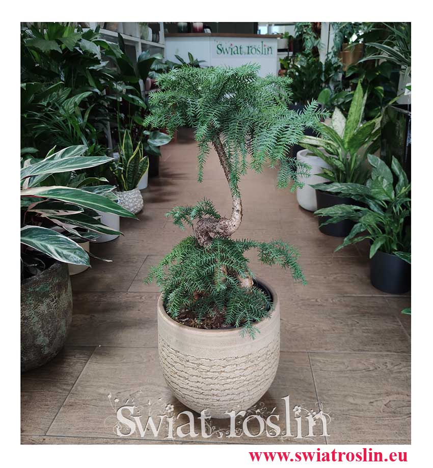 Araukaria Bonzai, Araucaria Cunninghamii Bonsai, Araucaria Bonzai- Modne rośliny, drzewko Bonzai, sklep z roślinami wysyłka roślin
