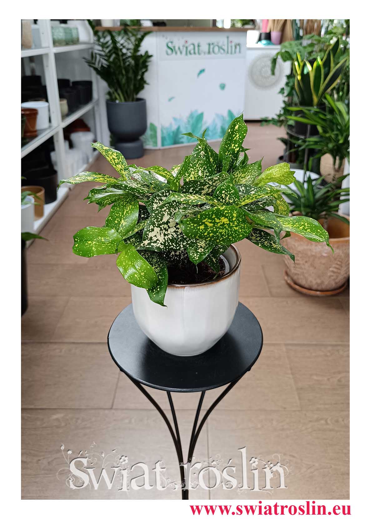 Dracena Surculosa Florida Beauty do biura do hotelu do firmy do salonu do mieszkania na biurko na parapet z dostawą w całym kraju, Dracaena Surculosa Florida Beauty