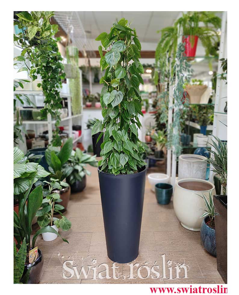 Duży Filodendron Scandens na stelażu, duży Filodendron Pnący, duzy Philodendron Scandens na metalowej kracie, duże rośliny sklep Kraków