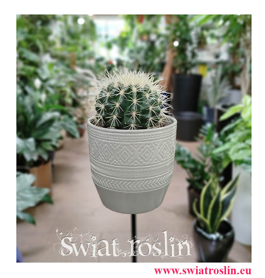 Echinocactus grusonii popularne rośliny sklep internetowy