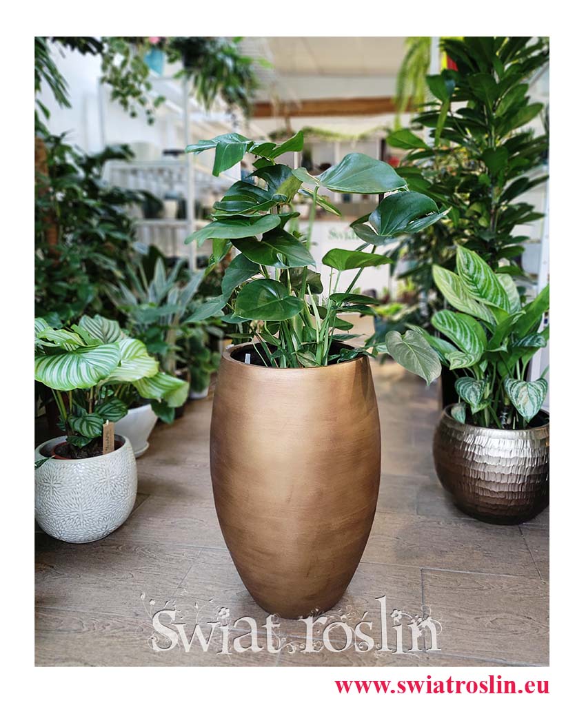 Monstera deliciosa, sklep z roślinami doniczkowymi w Krakowie