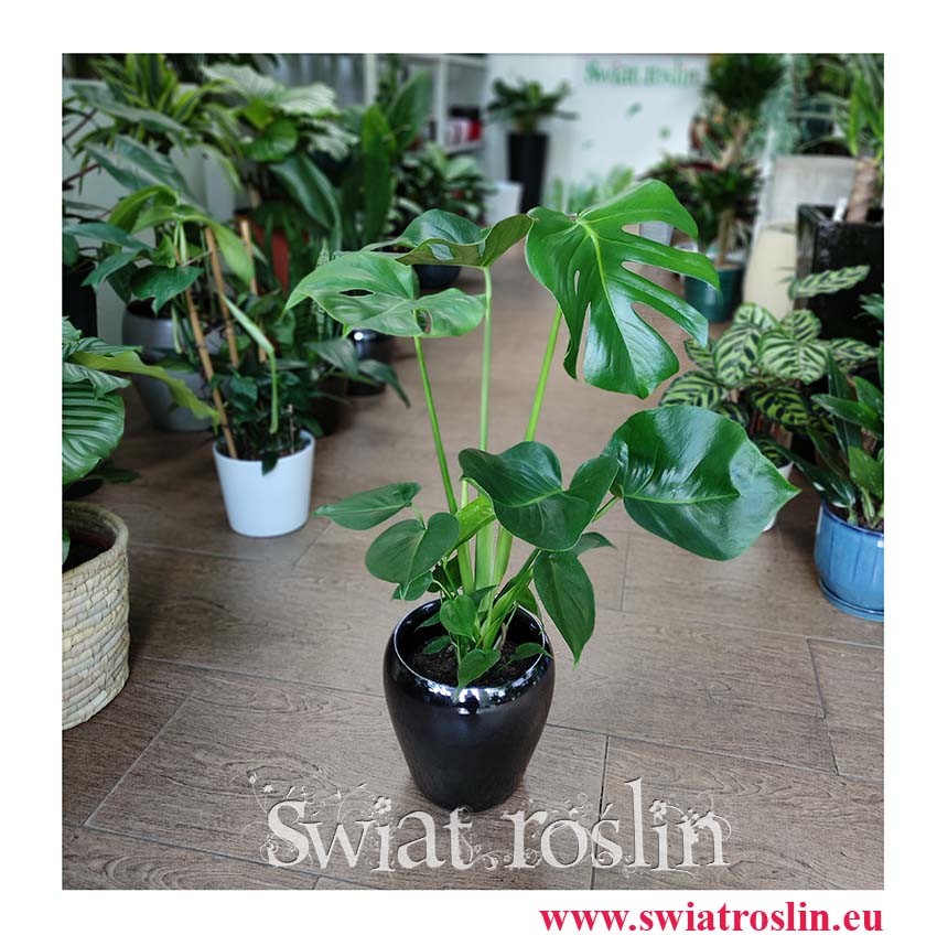 Monstera, Filodendron Dziurawy, Monstera Deliciosa, Philodendron Pertusem, sklep wysyłka roślin
