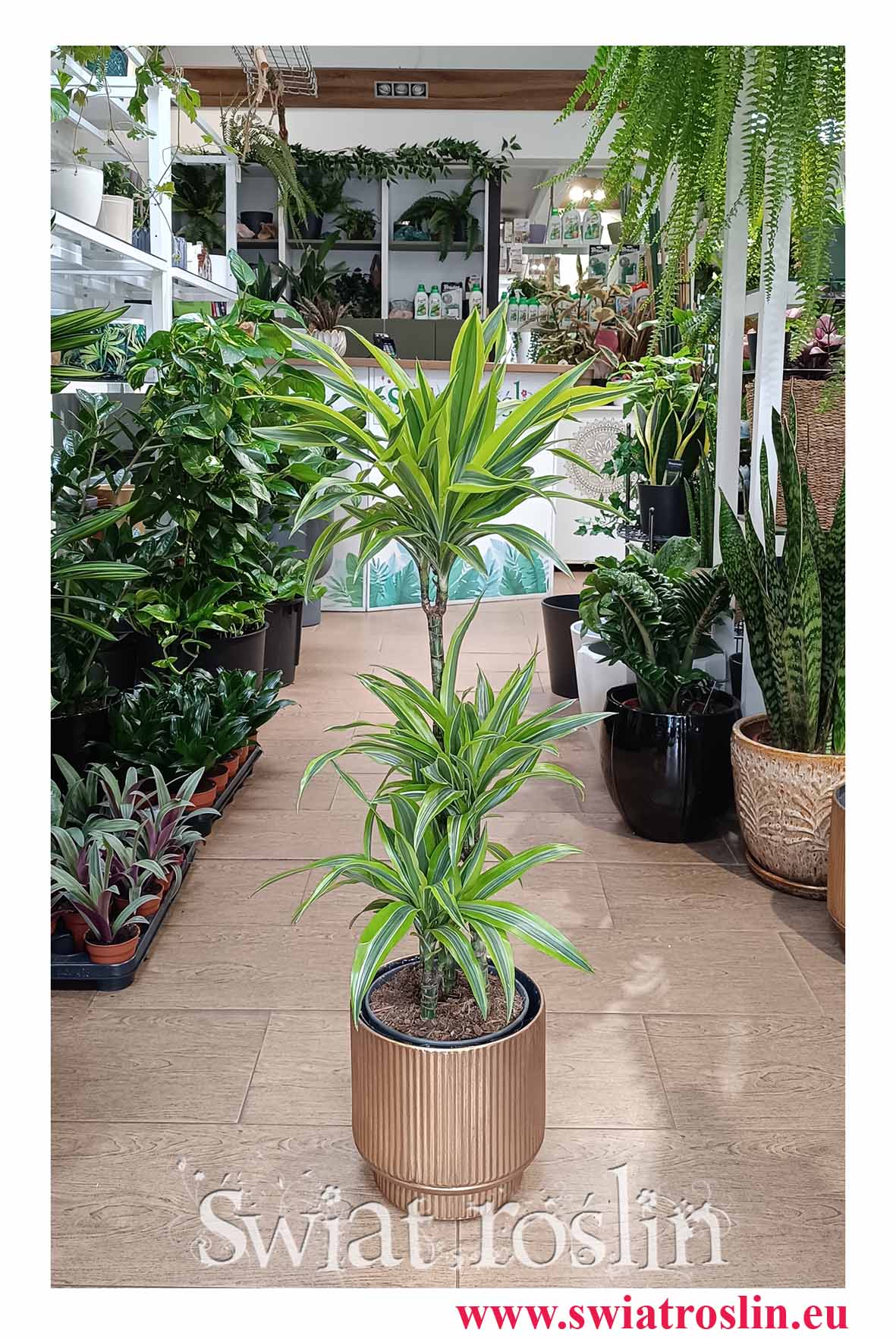 Piękna wielka Dracena Lemon Lime 3 pnie ze sklepu internetowego online z wysyłką do domu, biura do firmy do salonu lub sypialni do restauracji i kawiarni