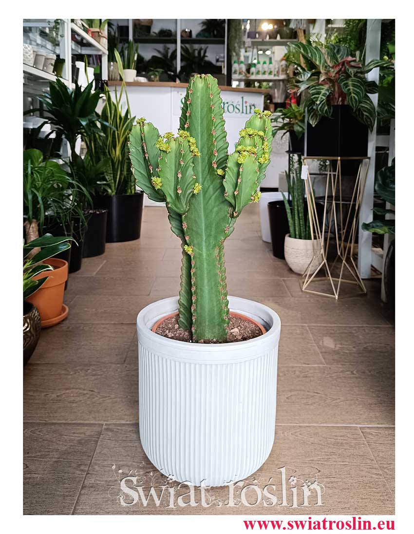 Wilczomlecz Wielki, Euphorbia Ingens łątwa w uprawie roślina do biura do firmy do domu do mieszkania
