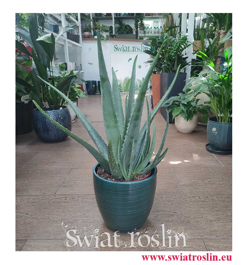 Aloes, Aloes zwyczajny, Aloe Vera Barbadensis modne rośliny sklep online wysyłka, Aloe Vera,
