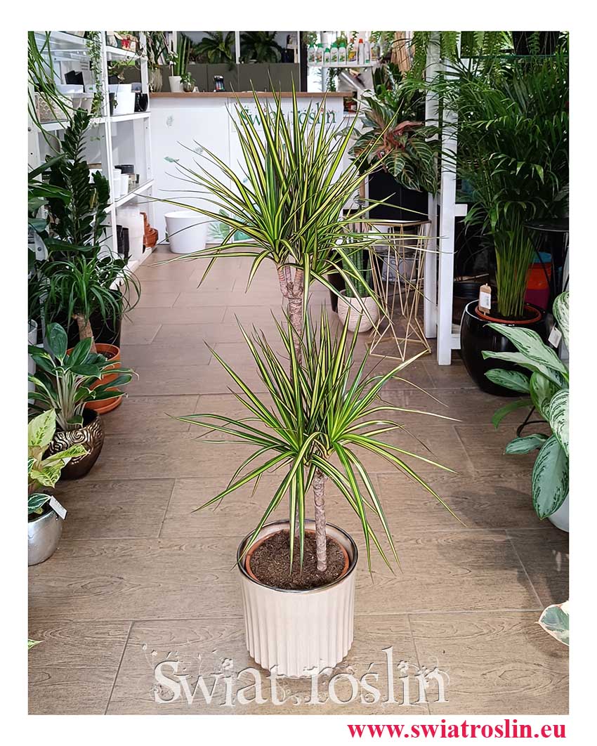 Dracaena Marginata Sunray, Dracena Obrzeżona Sunray do kupienia w sklepie internetowym online z dostawą do fimy do biura do domu
