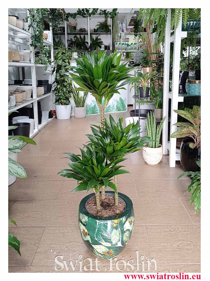 Dracena Compacta łatwa w uprawie oczyszczająca powietrze roślina z dostawą do domu lub biura, Dracaena Compacta