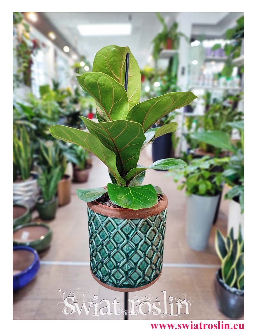 Fikus Lyrata Bambino, Fikus Dębolistny Bambino, Ficus Lyrata Bambino sklep Kraków