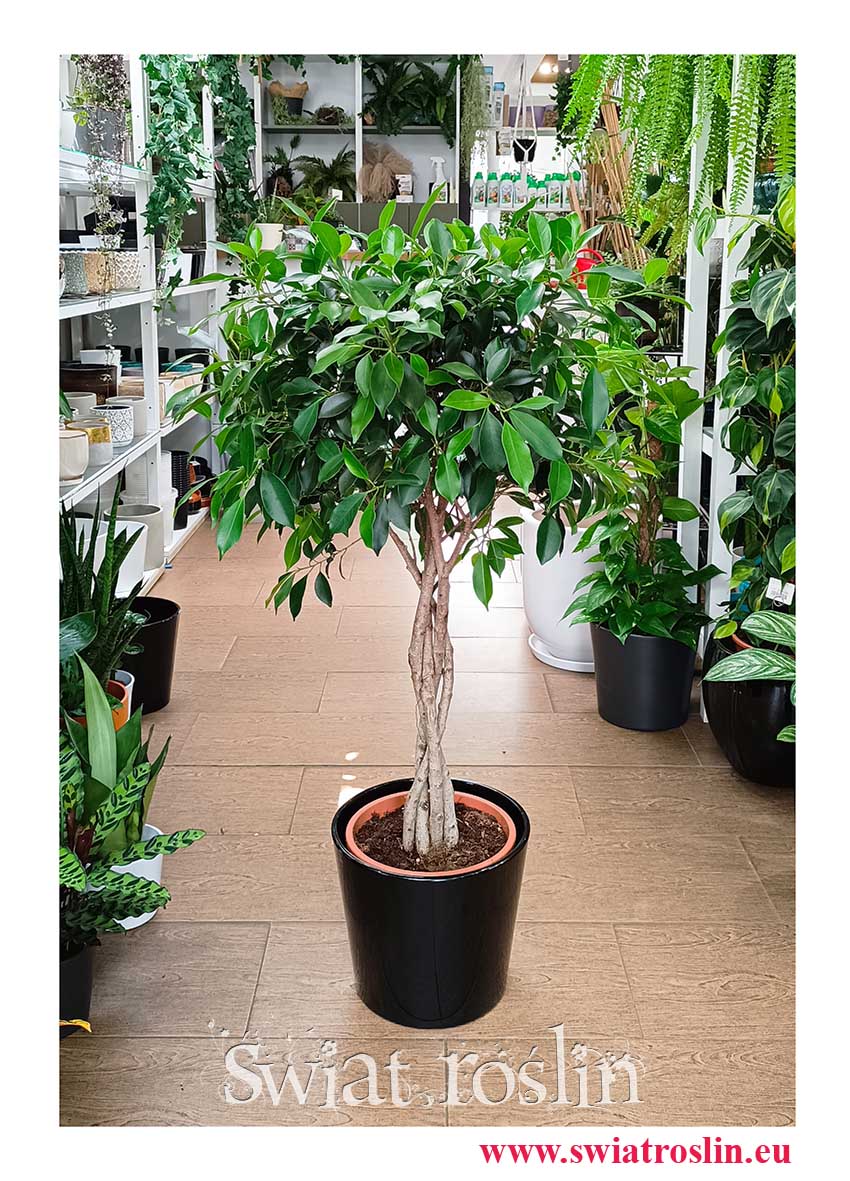 Fikus Nitida modna rolsina do biura do firmy z insa do kupienia online, Ficus Nitida, Figowiec Nitida