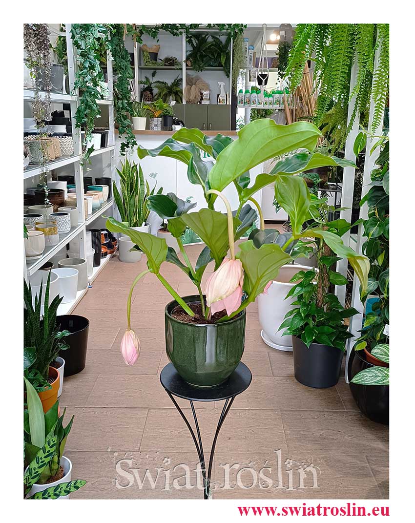 Medinilla Magnifica Lambada modna roślina na prezent z insta wysyłka do domu, Medynila Wspaniała Lambada