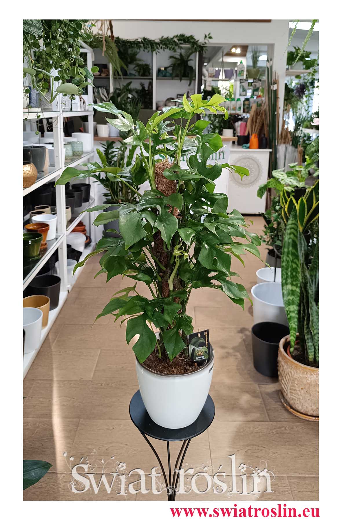 Monstera Minima na paliku, Rhaphidophora Tetrasperma na paliku do biura do hotelu do salonu do restauracji do kawiarni do mieszkania