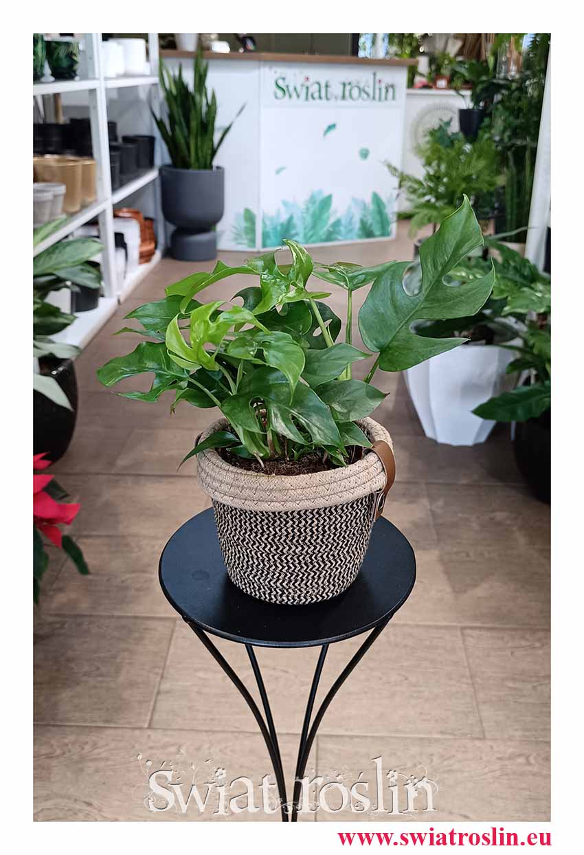 Monstera Minima, Rhaphidophora Tetrasperma, Philodendron Minima do biura do firmy do mieszkania kup w sklepie Świat Roślin z dostawą online najlepsza cena najlepsza jakość