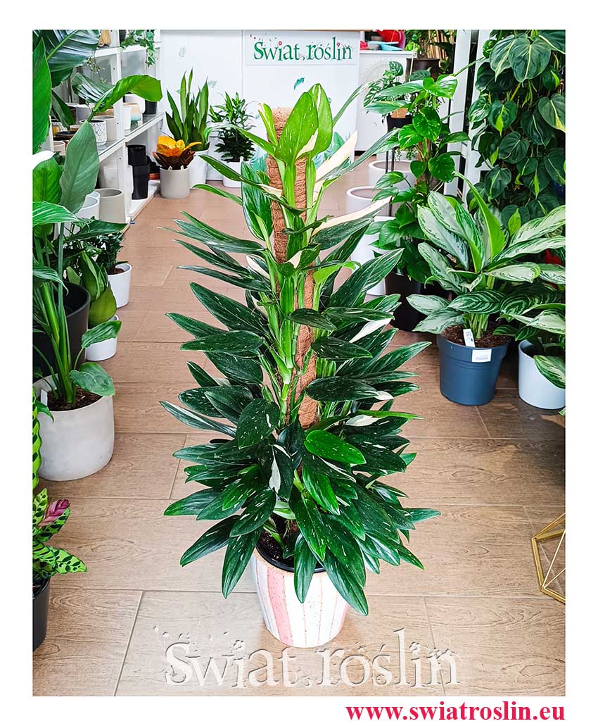 Philodendron Cobra , Filodendron Cobra modna roslina do domu do biura do firmy z wysyłka online