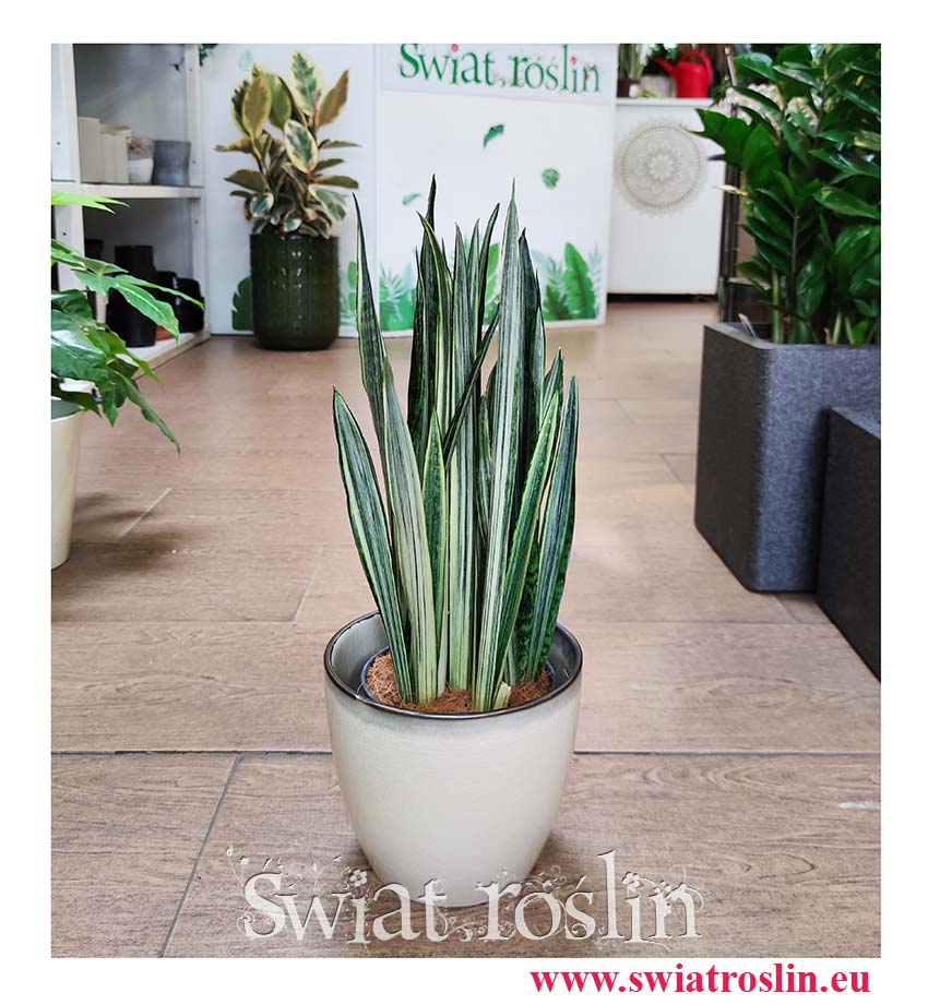 Sansevieria Bantel rośliny sklep internetowy online wysyłka, Sansewieria Bantel