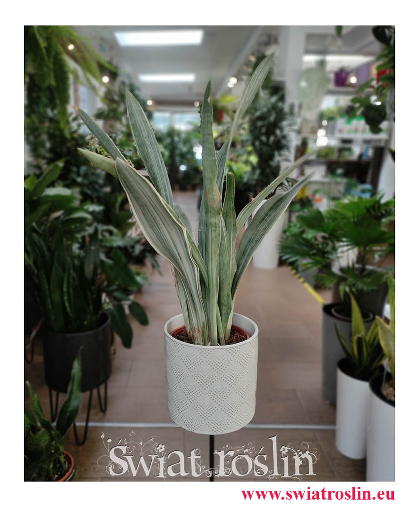 Sansevieria Metallica, Sansewieria Metallica