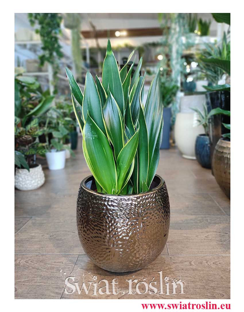 Sansewieria Diamond Flame, Wężownica, Sansevieria Diamond Flame, modne rośliny, rośliny do biura, do firmy do mieszkania