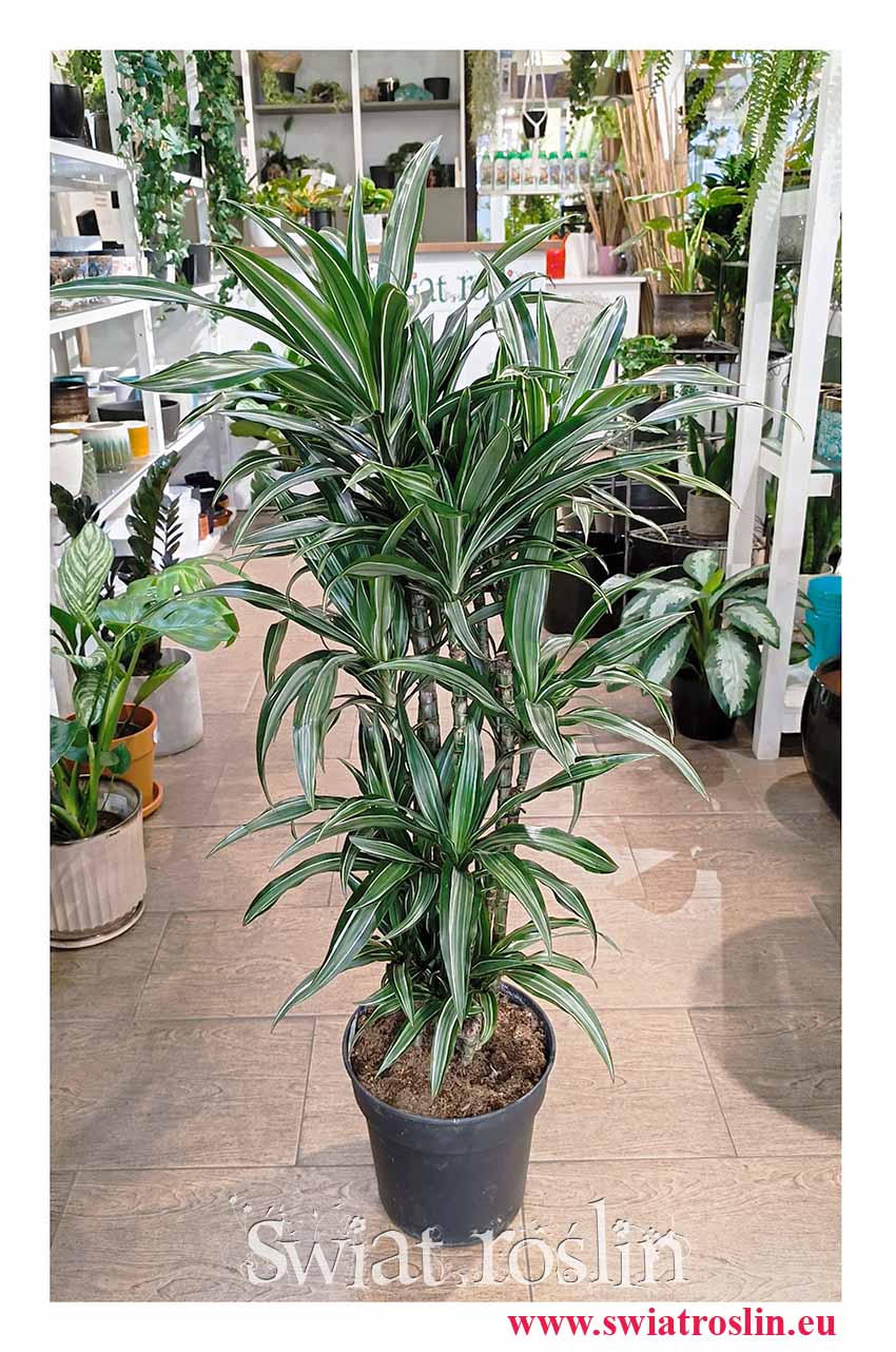 modna duża Dracaena Deremeńska Ulisses roślina z insta do kupienia w sklepie online , Dracena Ulisses, Draceana Ulisses