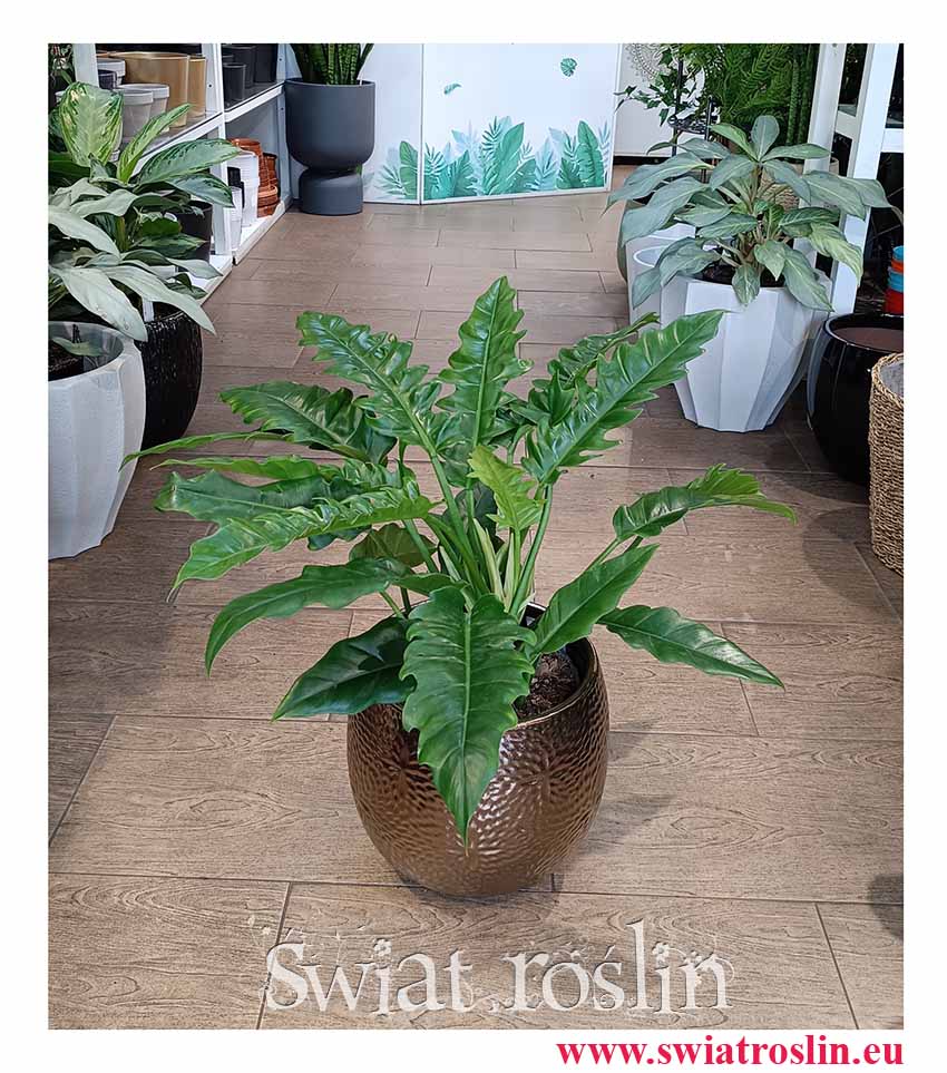 modna oczyszczająca powietrze roślina z instagrama Filodendron Narrow, Philodendron Narrow dla gwiazd dla aktorów dl VIPów i gwiazd