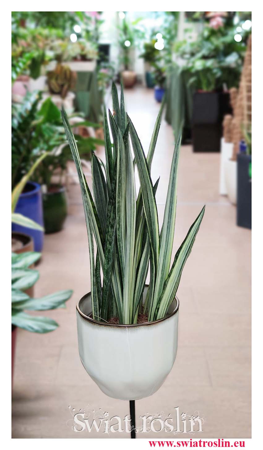 modna roślina Sansevieria Bantel, Sansewieria Bantel, Sansewiera Bantel, Sanseviera Bantel