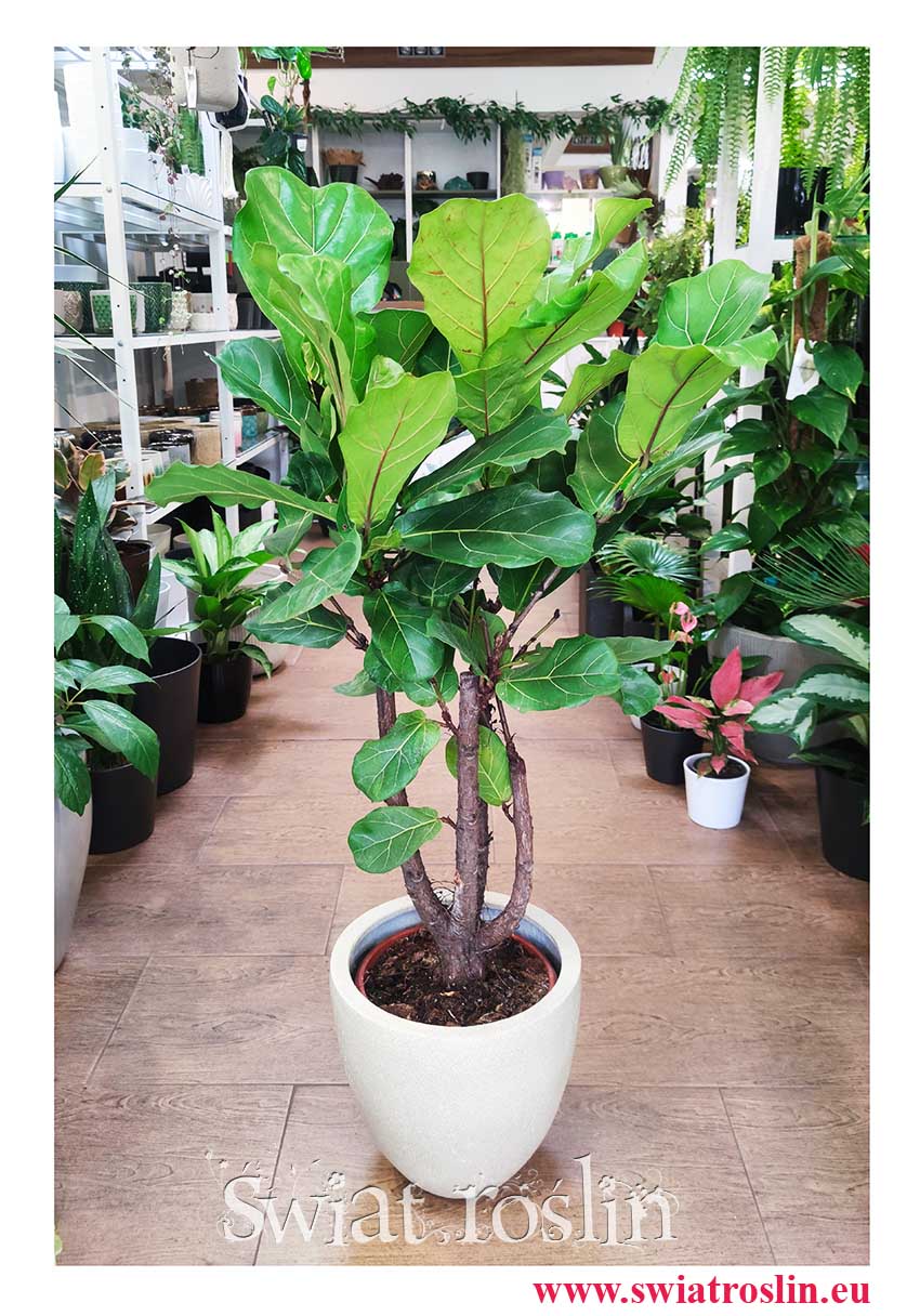 Duży Ficus Lyrata drzewko, Wielki Fikus Dębolistny Drzewko, Duży Figowiec Lirolistny Drzewko, sklep online z Krakowa