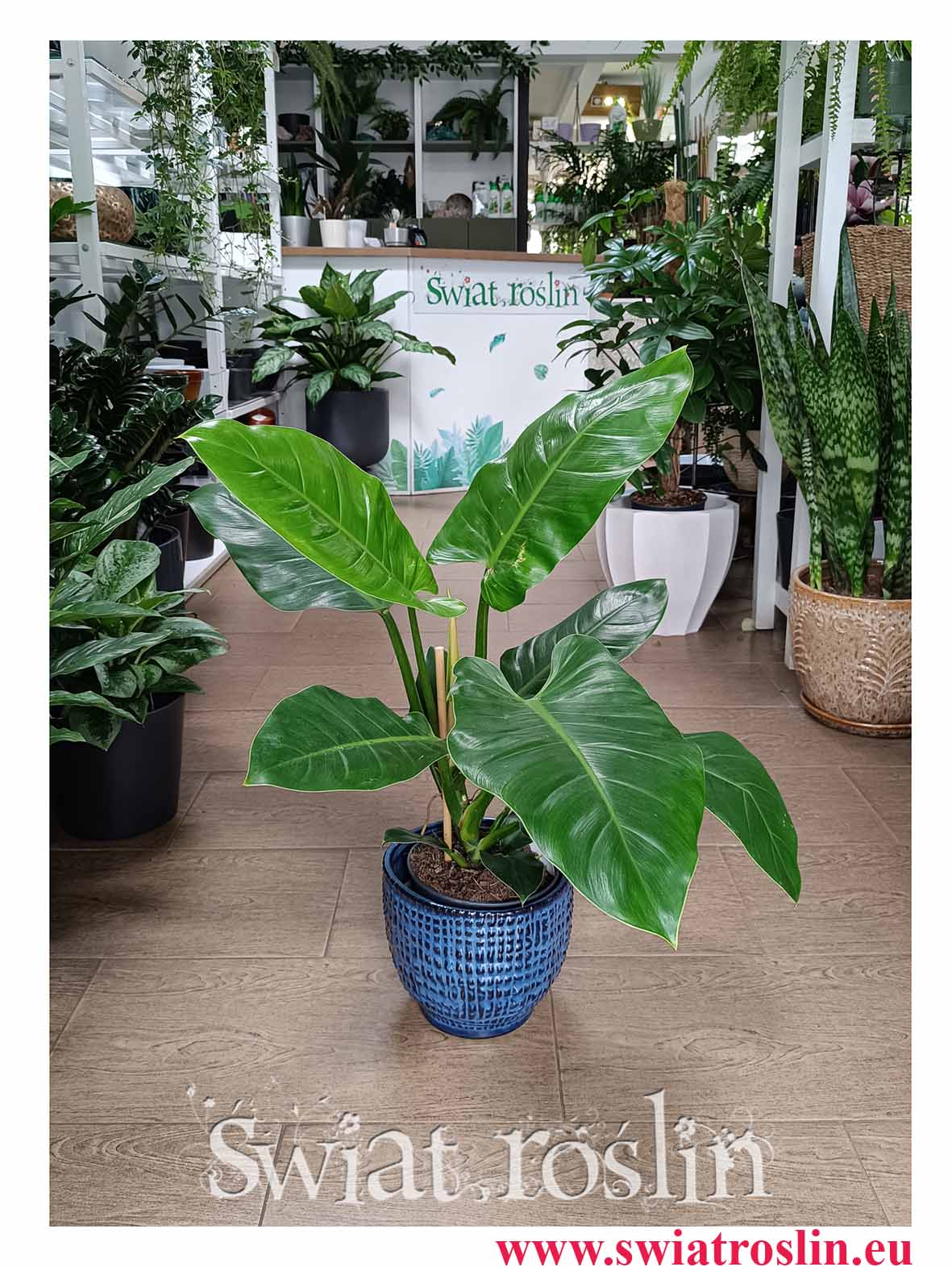 Filodendron Imperial Green roślina do biura do firmy do kawiarni do restauracji do domu do salonu z dostawą online, Philodendron Imperial Green