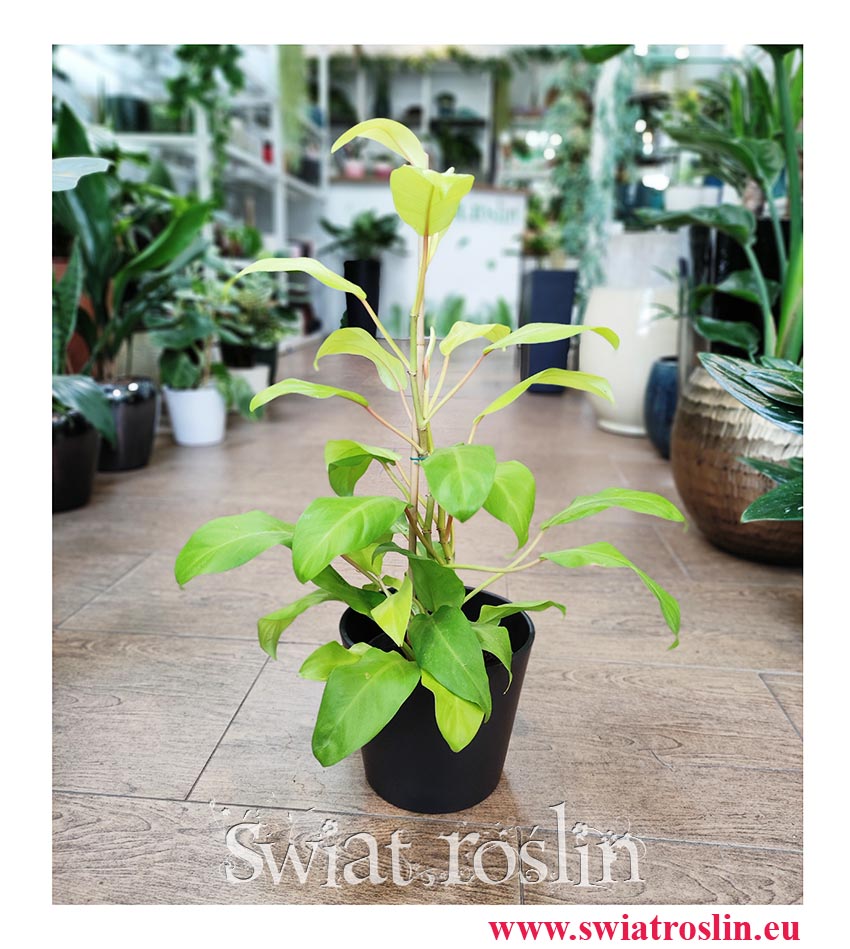 Philodendron Malay Gold Filodendron, Philodendron Hansoti's Gold Filodendron, Filodendron Lemon Lime, rośliny z instagrama