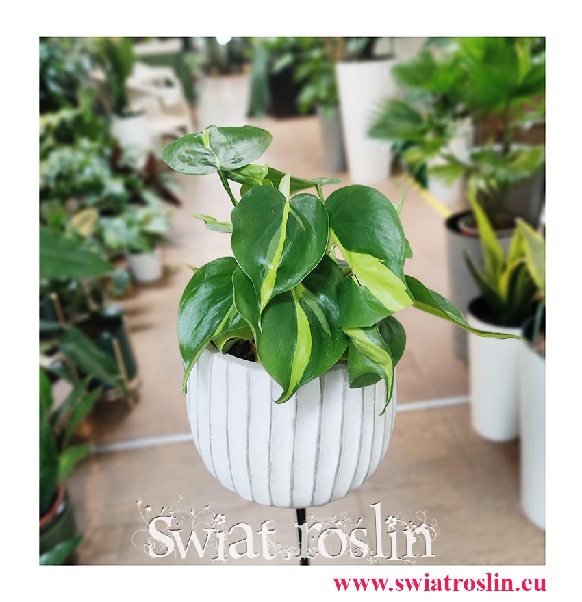 Philodendron Scandens Brasil, Filodendron Pnący Brasil, Filodendron Brasil, Philodendron Brasil, rośliny do biura, rośliny do firmy, rośliny do biurowca
