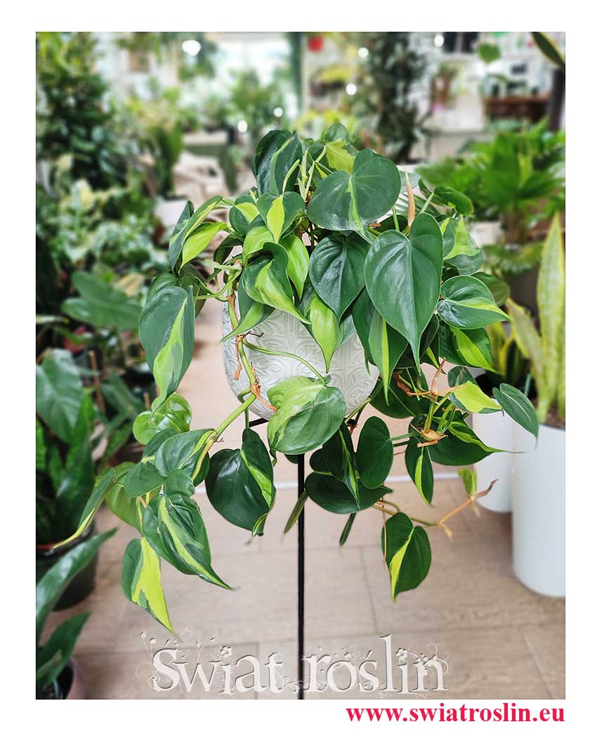 Philodendron Scandens Brasil, Filodendron Pnący Brasil, Filodendron Brasil, Philodendron Brasil, rośliny do biura, rośliny wiszące, pnącza, świat roślin, rośliny pokojowe, kwiaty doniczkowe