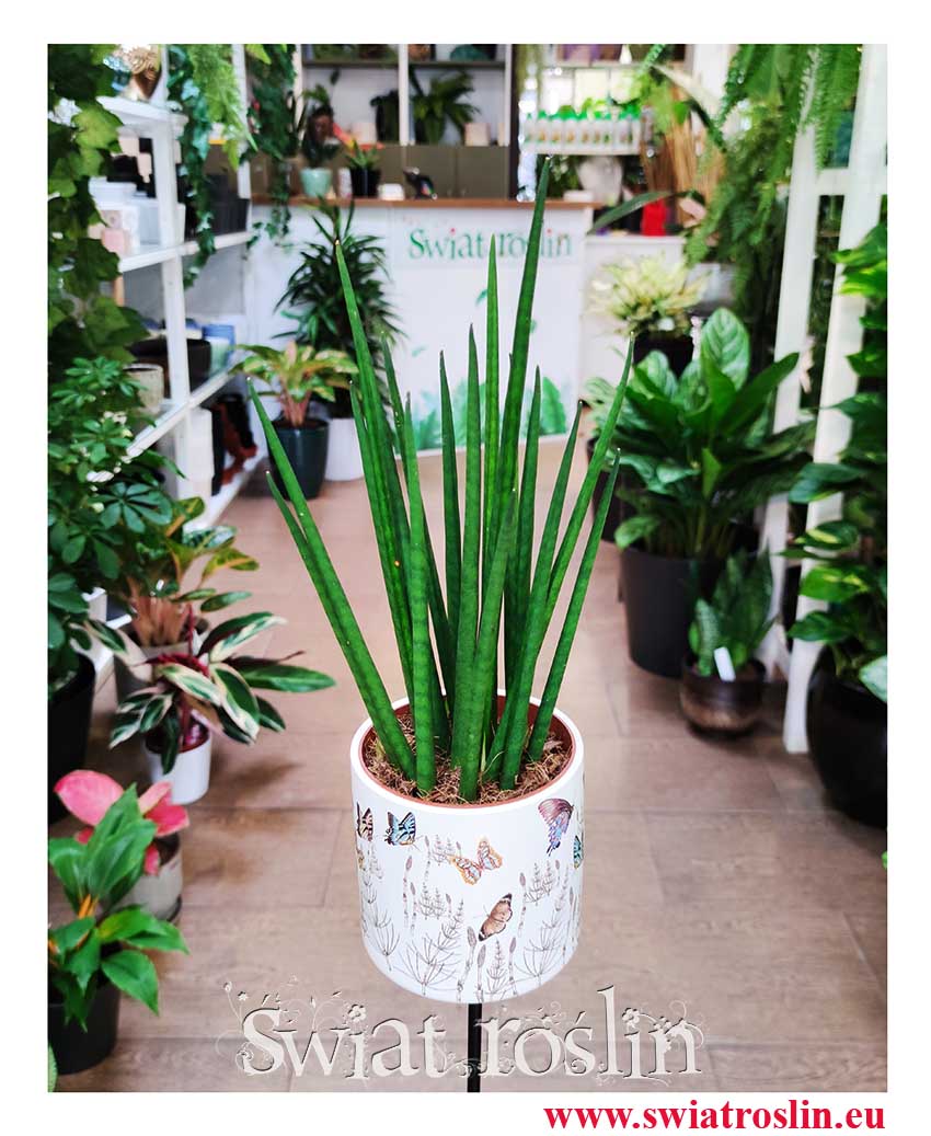 Sansevieria Fernwood Mikado modna roślina z insta do domu do firmy do biura do mieszkania na parapet, Sansewieria Fernwood Mikado