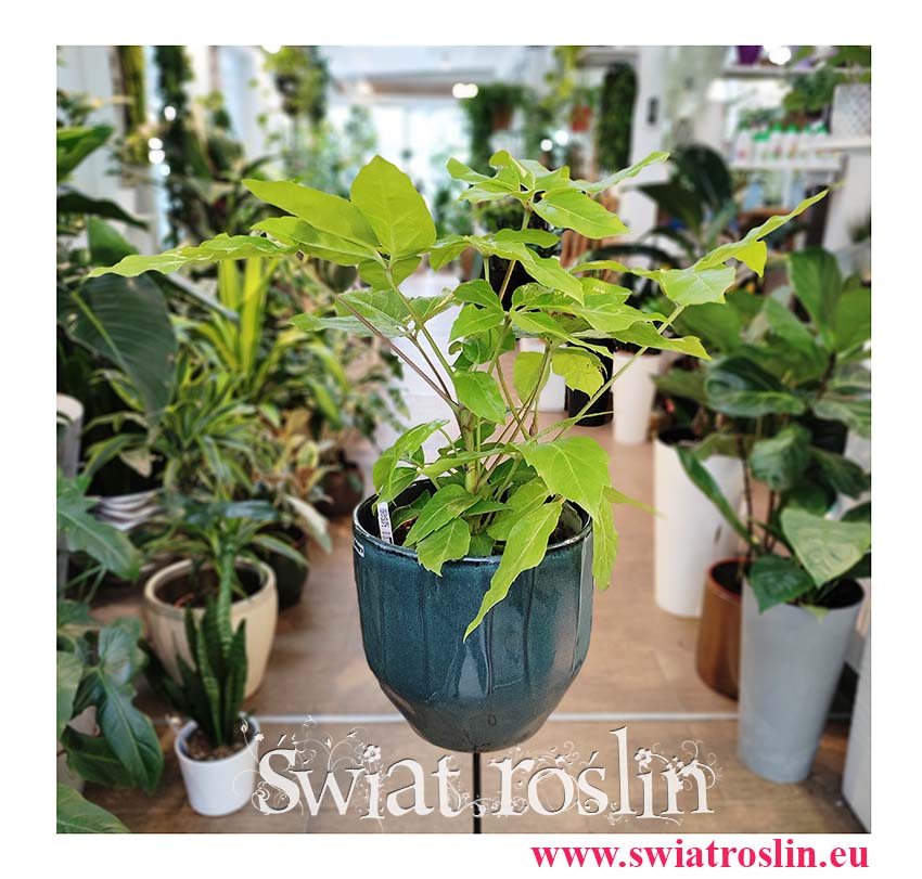 Schefflera Golden Amate, Szeflera Golden Amate, internetowy sklep z roślinami online