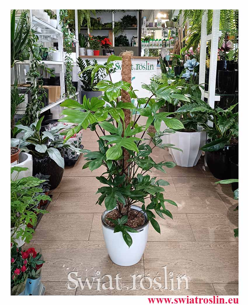dla biura do firmy Filodendron Pedatum, Philodendron Pedatum w Krakowie, Filodendron Postrzępiony duży w sklepie online internetowym