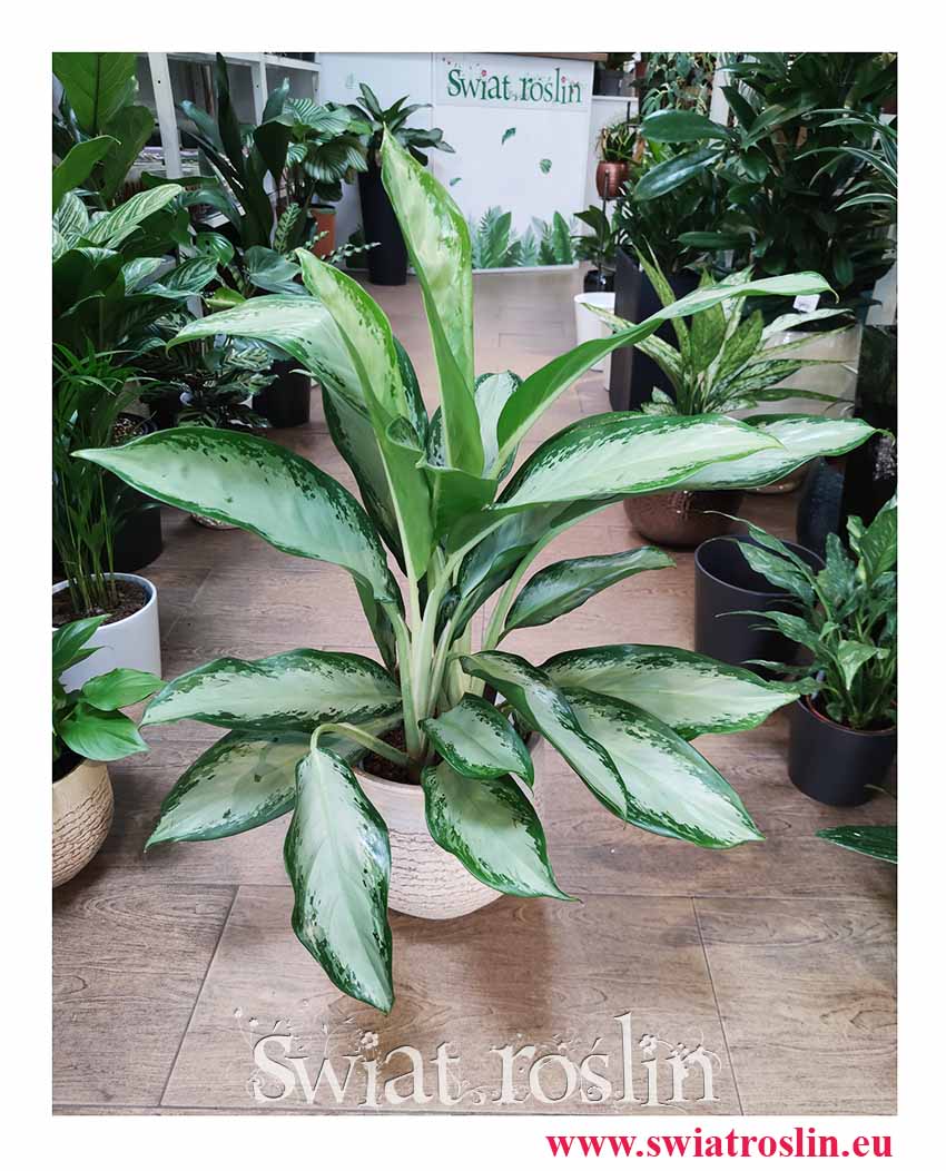 Aglaonema Cleopatra, Aglonema Cleopatra, duża aglonema sklep internetowy wysyłka roślin Kraków