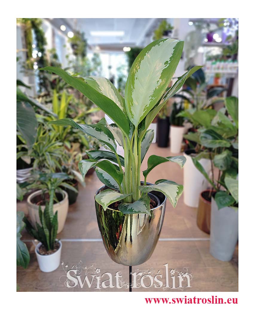 Aglaonema Diamond Bay, Aglonema Diamond Bay, internetowy sklep z roślinami online