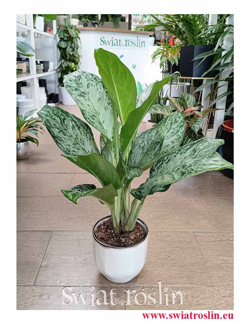Aglaonema Greenlight Aglonema łatwa w uprawie roślina