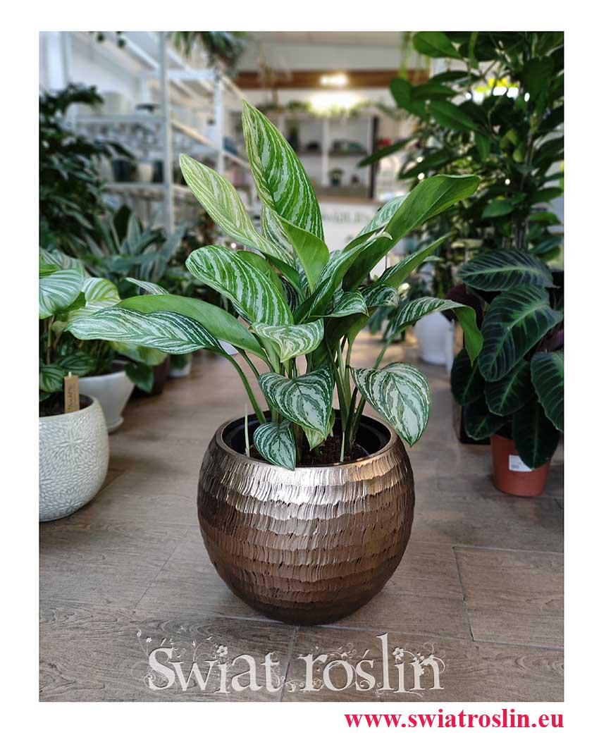 Aglaonema Stripes, Aglonema Stripes, kwiaty doniczkowe Kraków