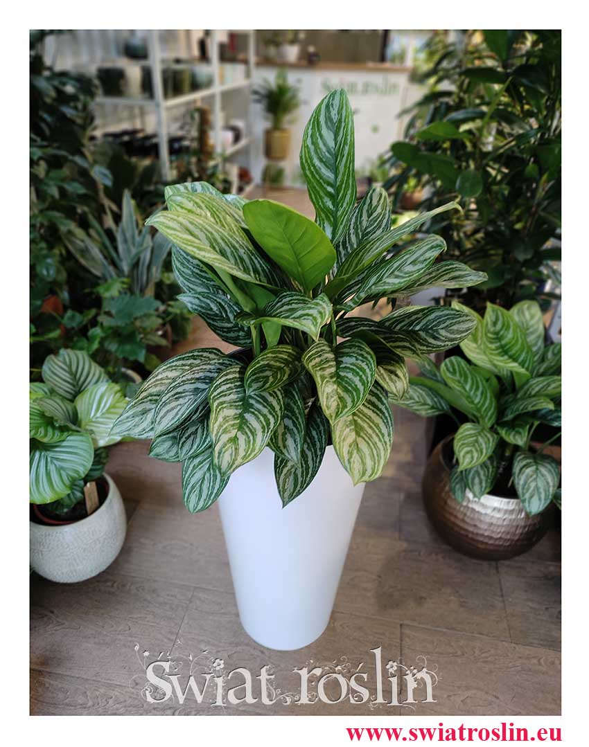 Aglaonema Stripes, Aglonema Stripes, rośliny doniczkowe Kraków