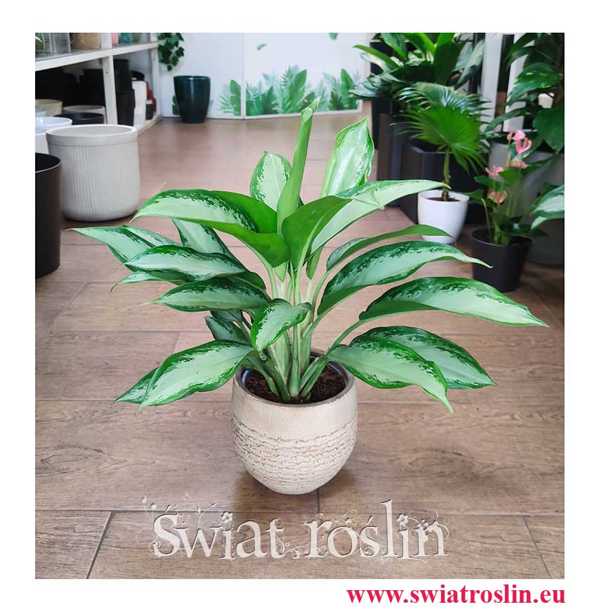 Aglonema Cleopatra rozmiar M, Aglaonema Cleopatra sklep wysyłka roślin modne rośliny