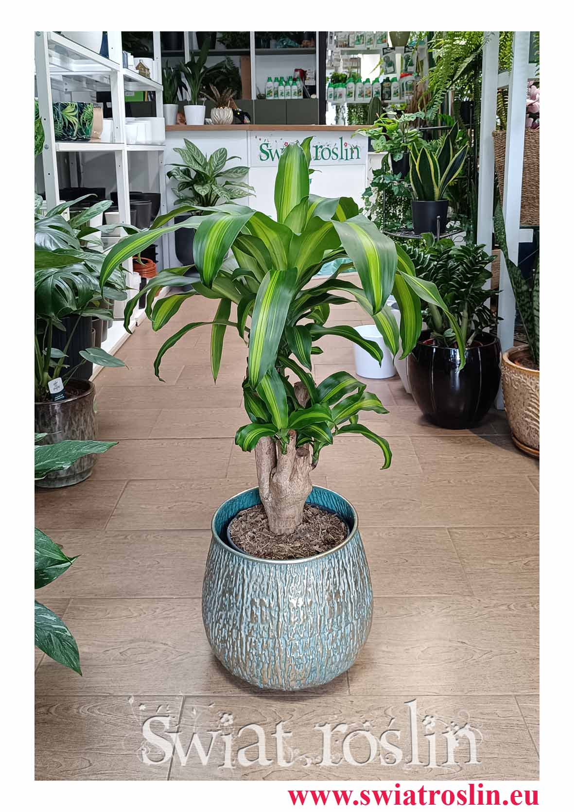 Dracaena Fragrans Massangeana, Dracena Wonna Massangena roślina do biura do firmy do restauracji do kawiarni z dostawą ze sklepu online internetowego